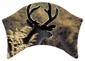 DABAN-310 Gone Hunting (Deer)